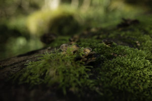 Ingleton Waterfalls Trail