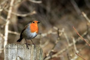 Robin - Ingleton Waterfalls Trail