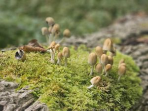 Insect Life at Ingleton Waterfalls