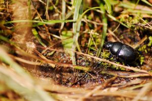 Insect Life at Ingleton Waterfalls