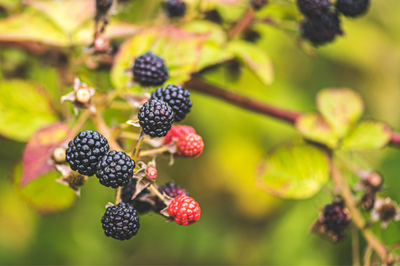 Autumn Blackberries at Ingleton Waterfalls Trail