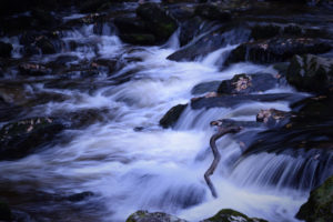 Helen White - Autumn Leaves & Water